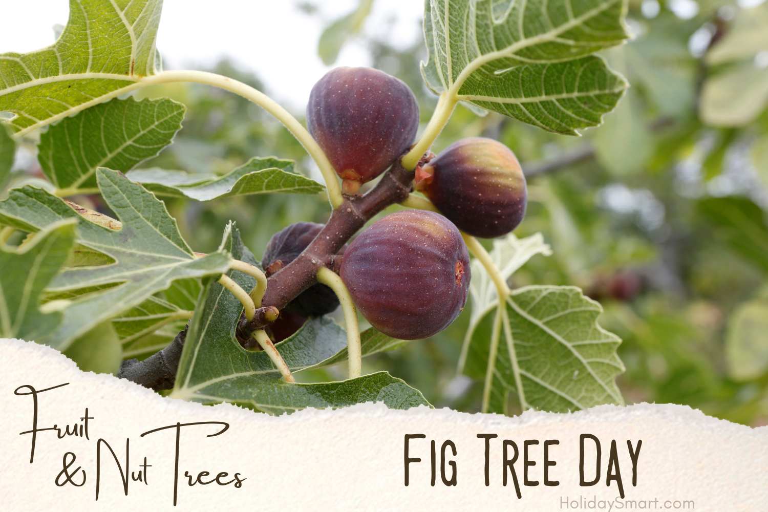 Fig Tree Day