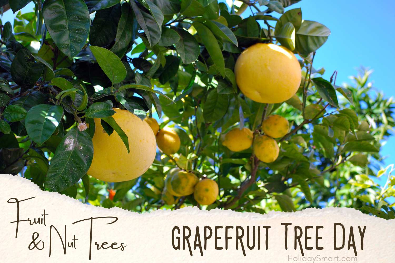 grapefruit Tree Day