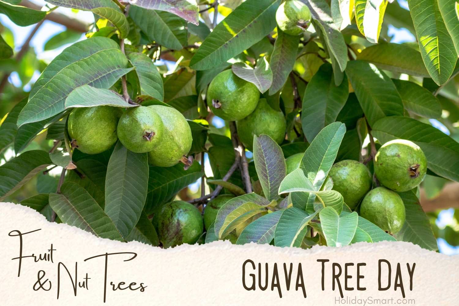 Guava Tree Day