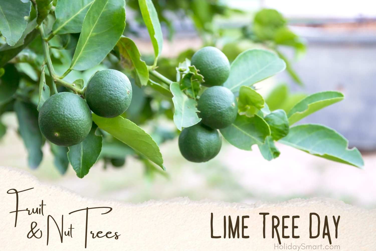 Lime Tree Day