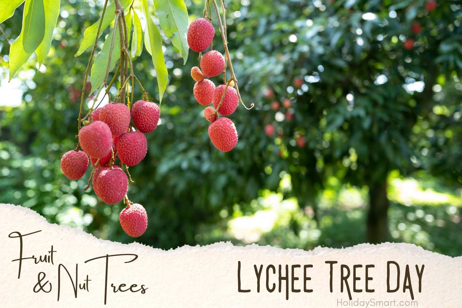 Lychee Tree Day