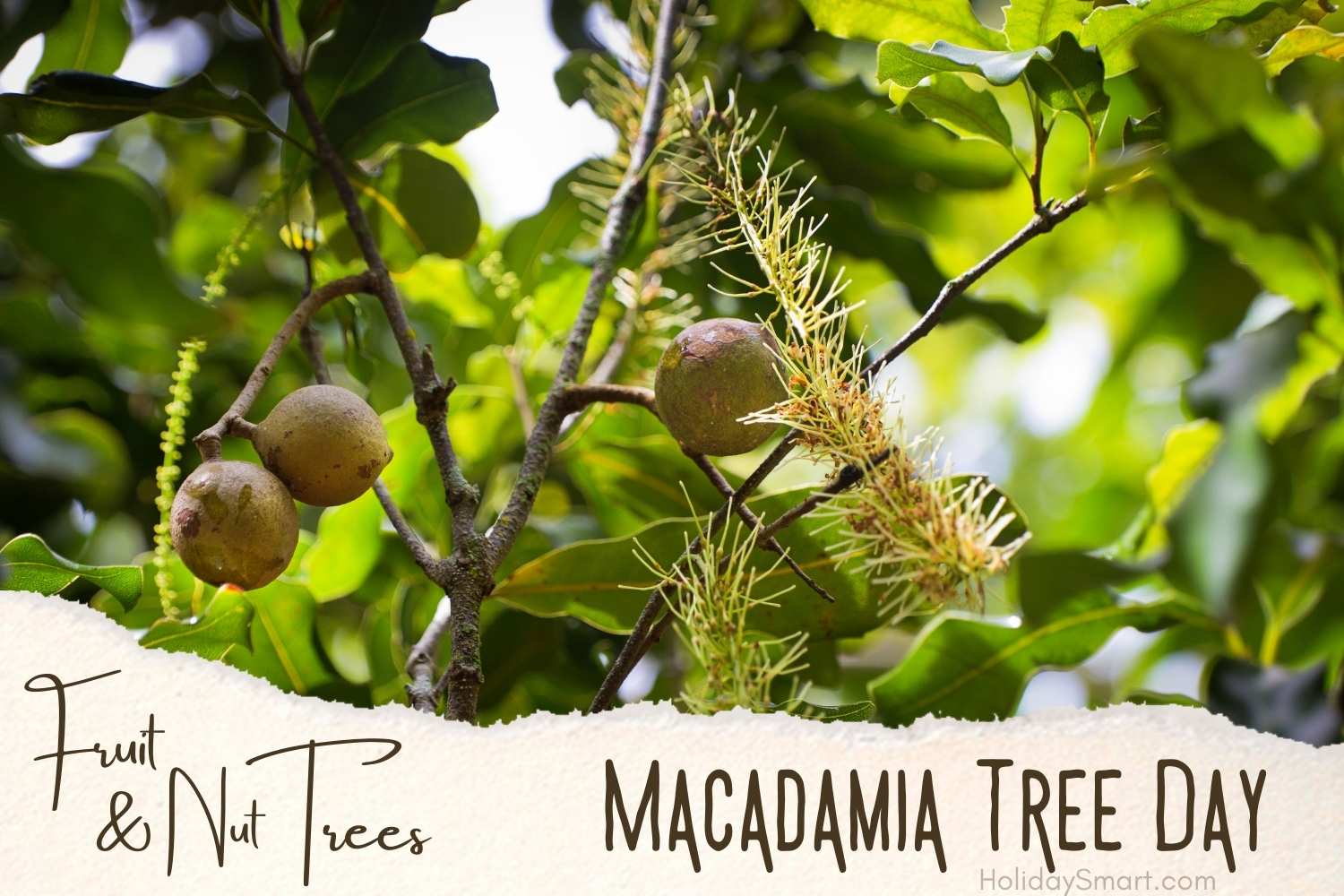Macadamia Nut Tree Day