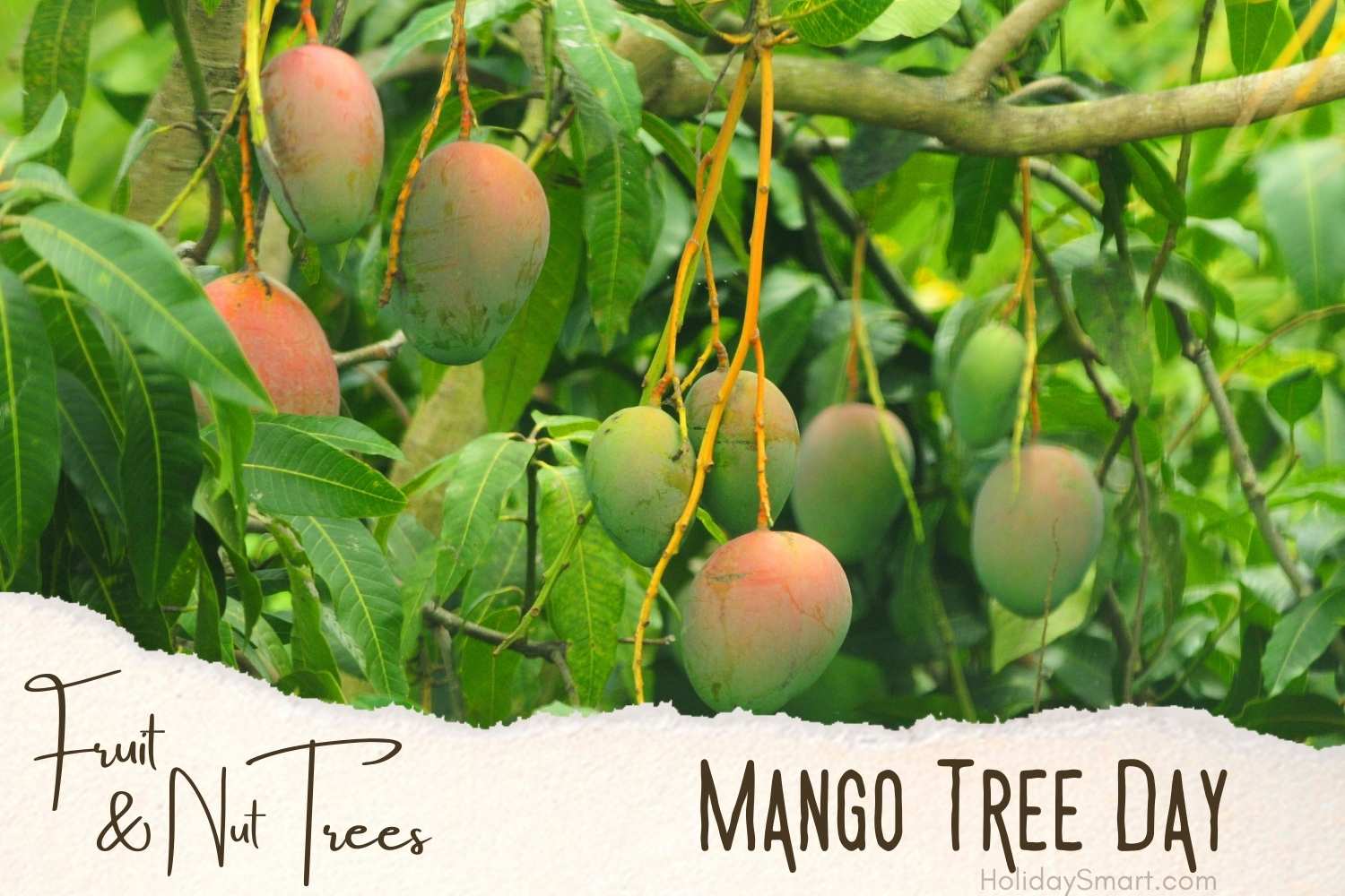 Mango Tree Day