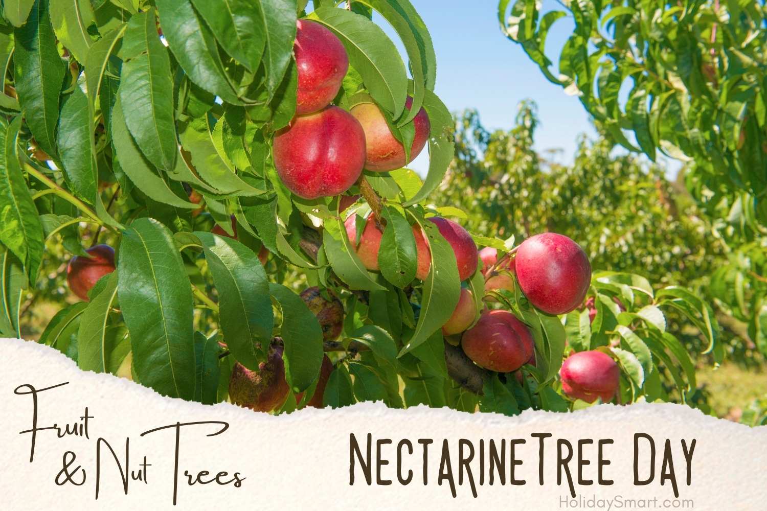 Nectarine Tree Day