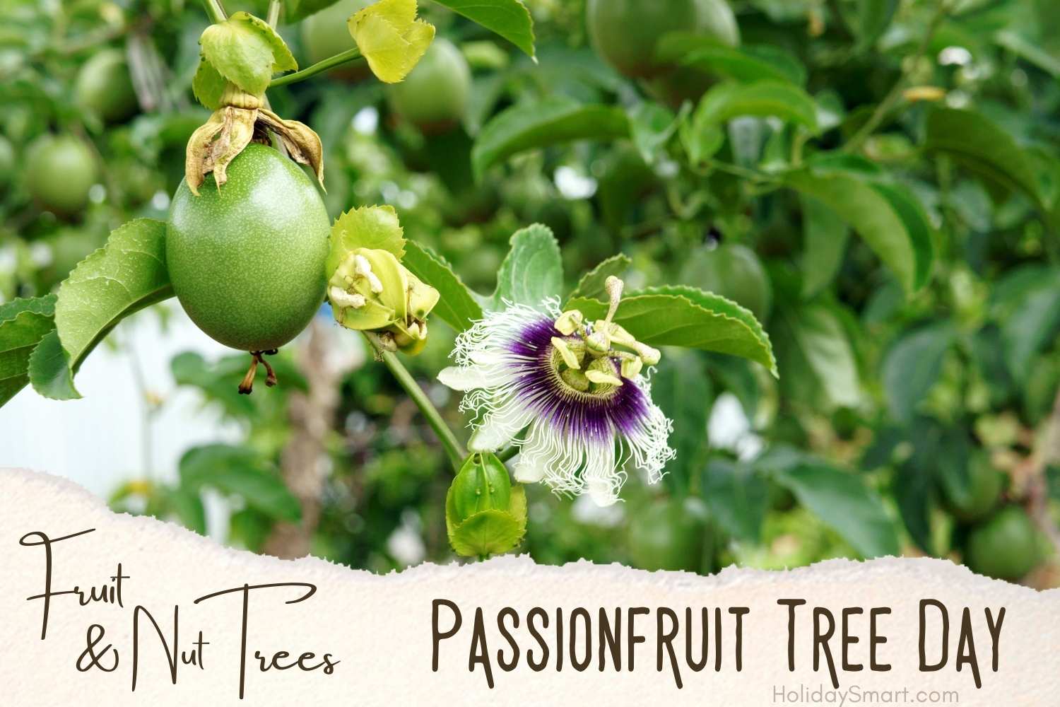 Passionfruit Tree