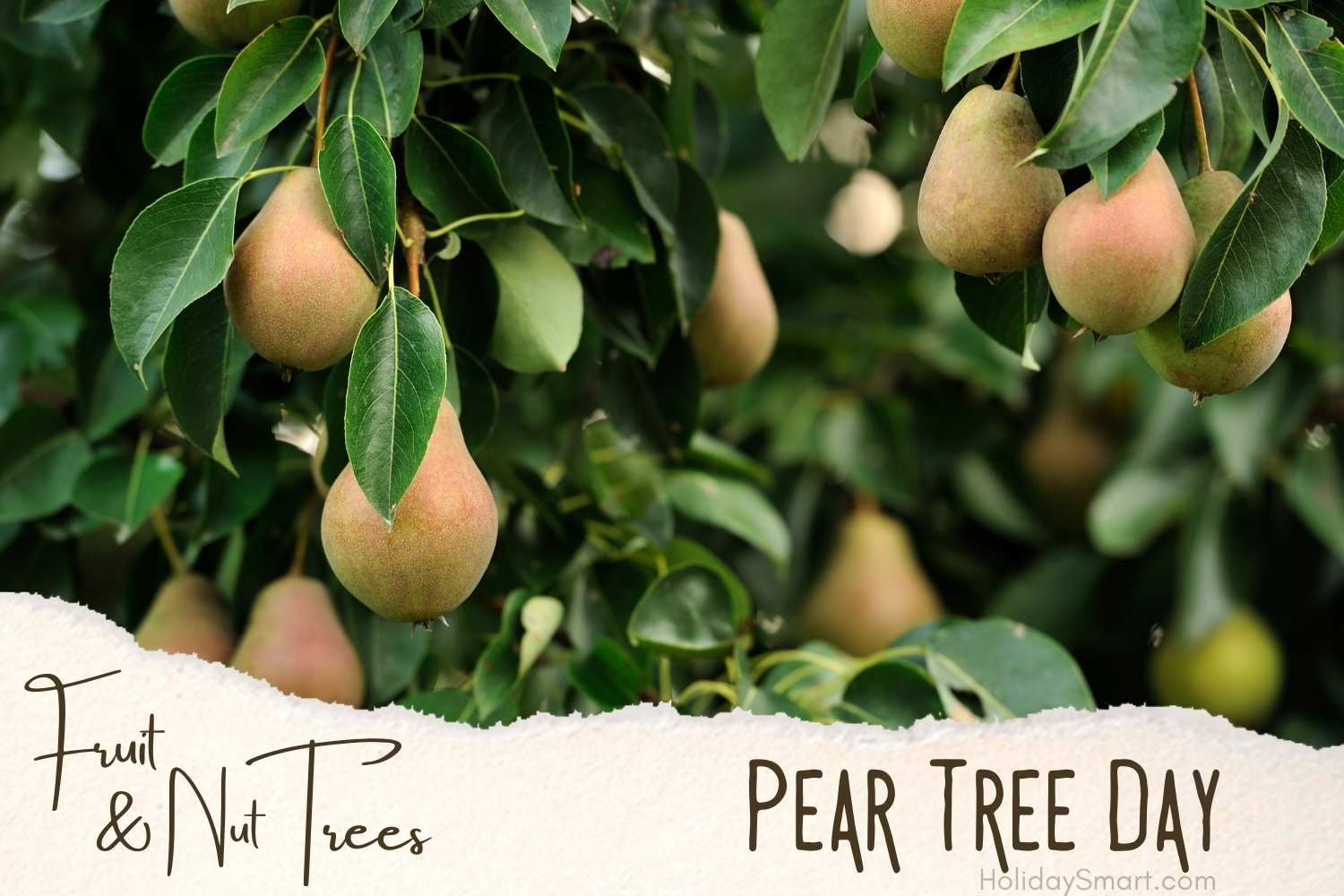 Pear Tree Day