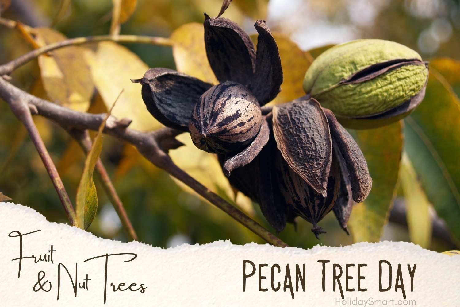 Pecan Tree Day