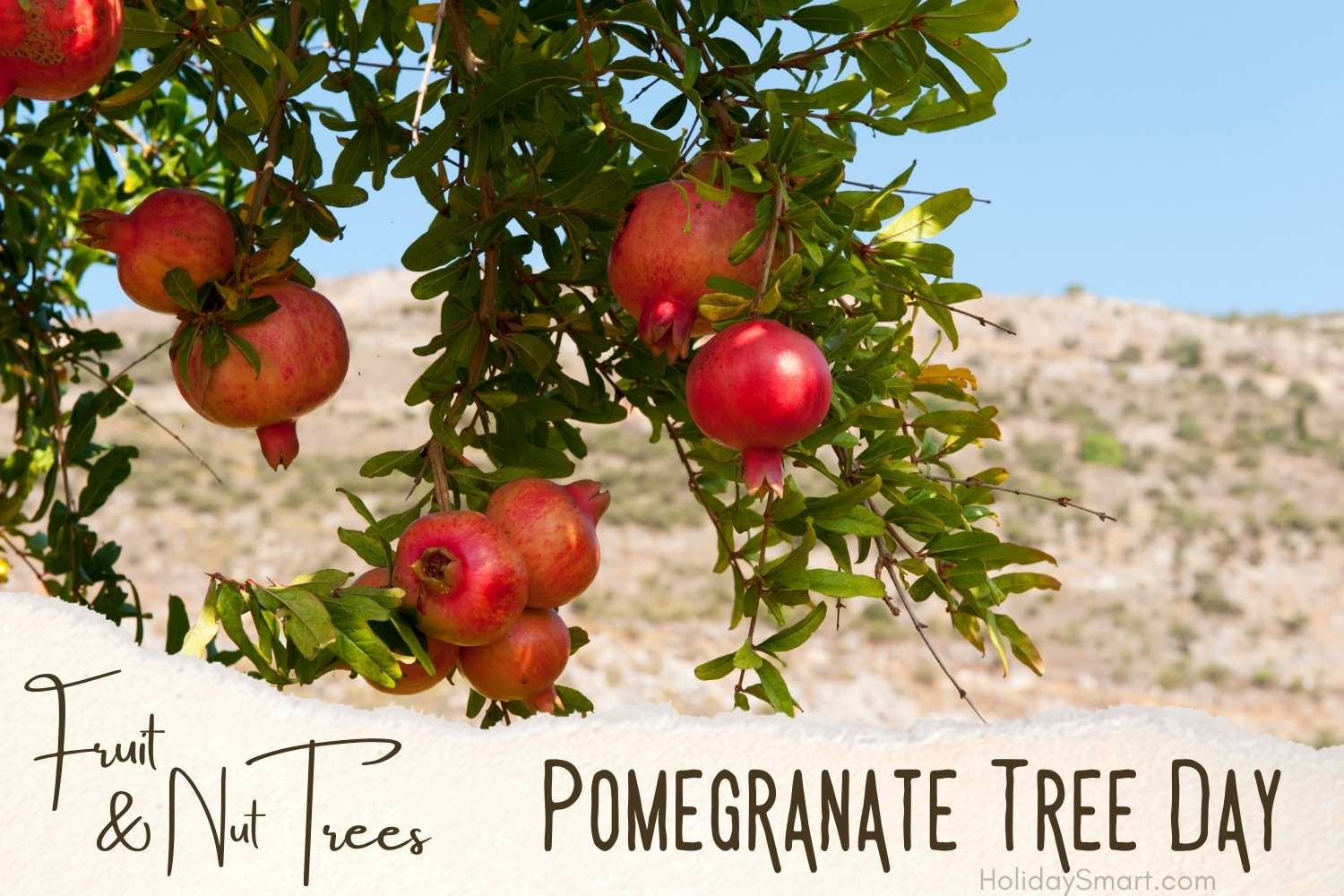Pomegranate Tree Day