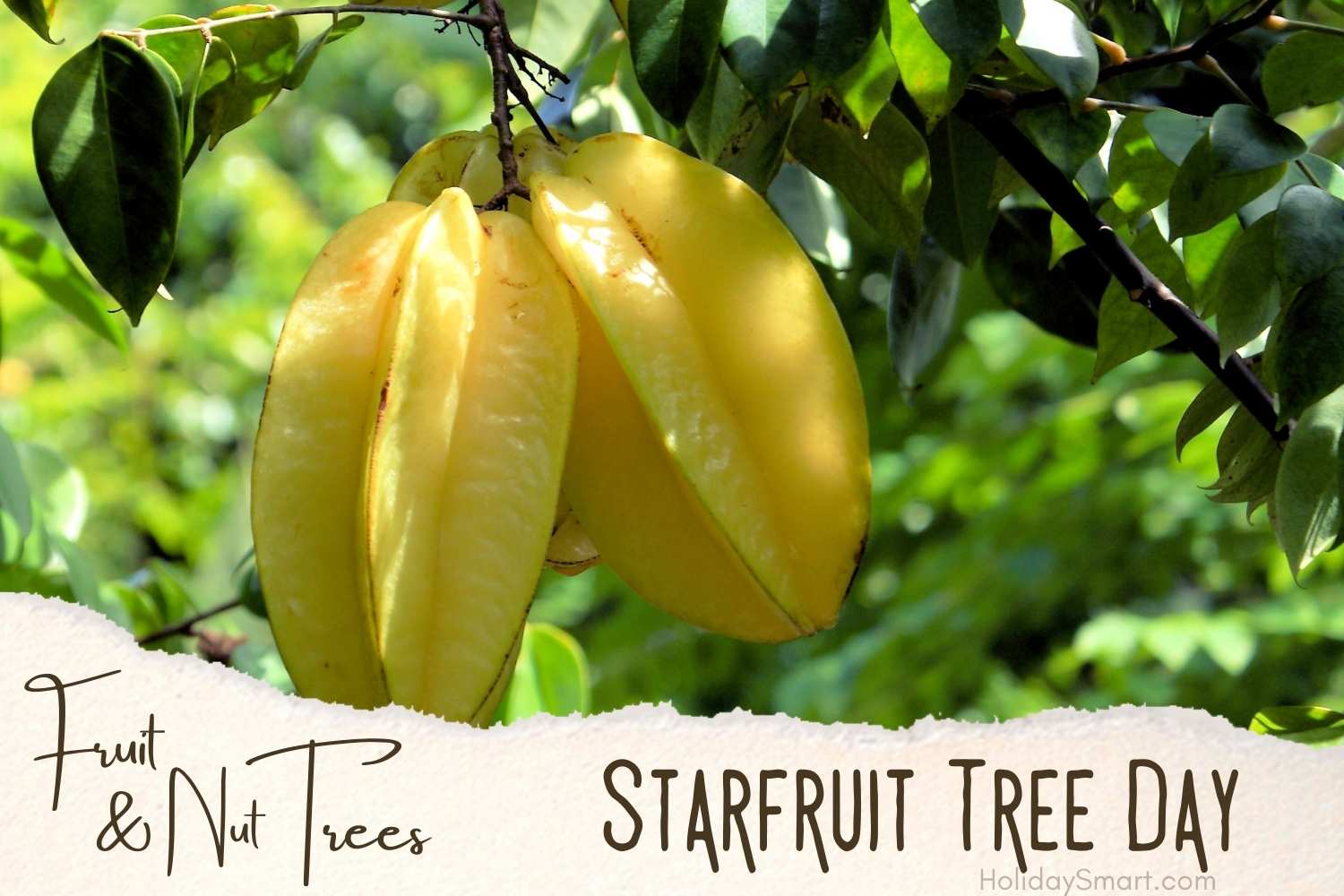 Starfruit (Carambola) Tree