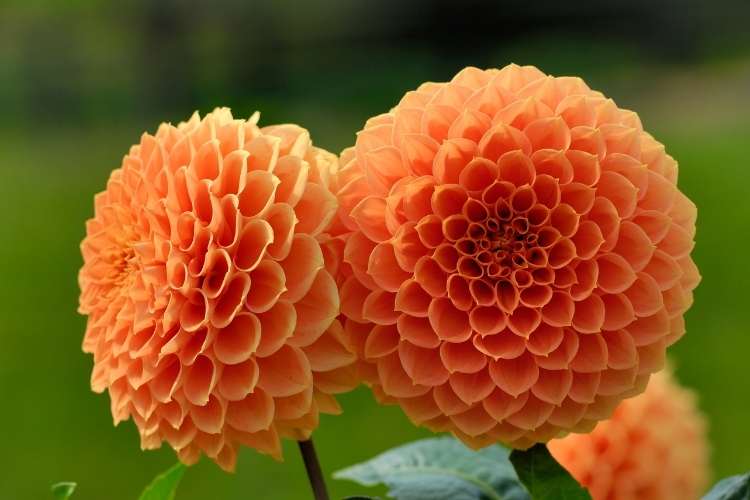 Dahlias Flower Day