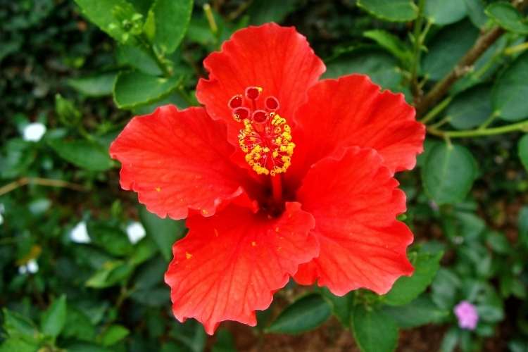 Hibiscus Day