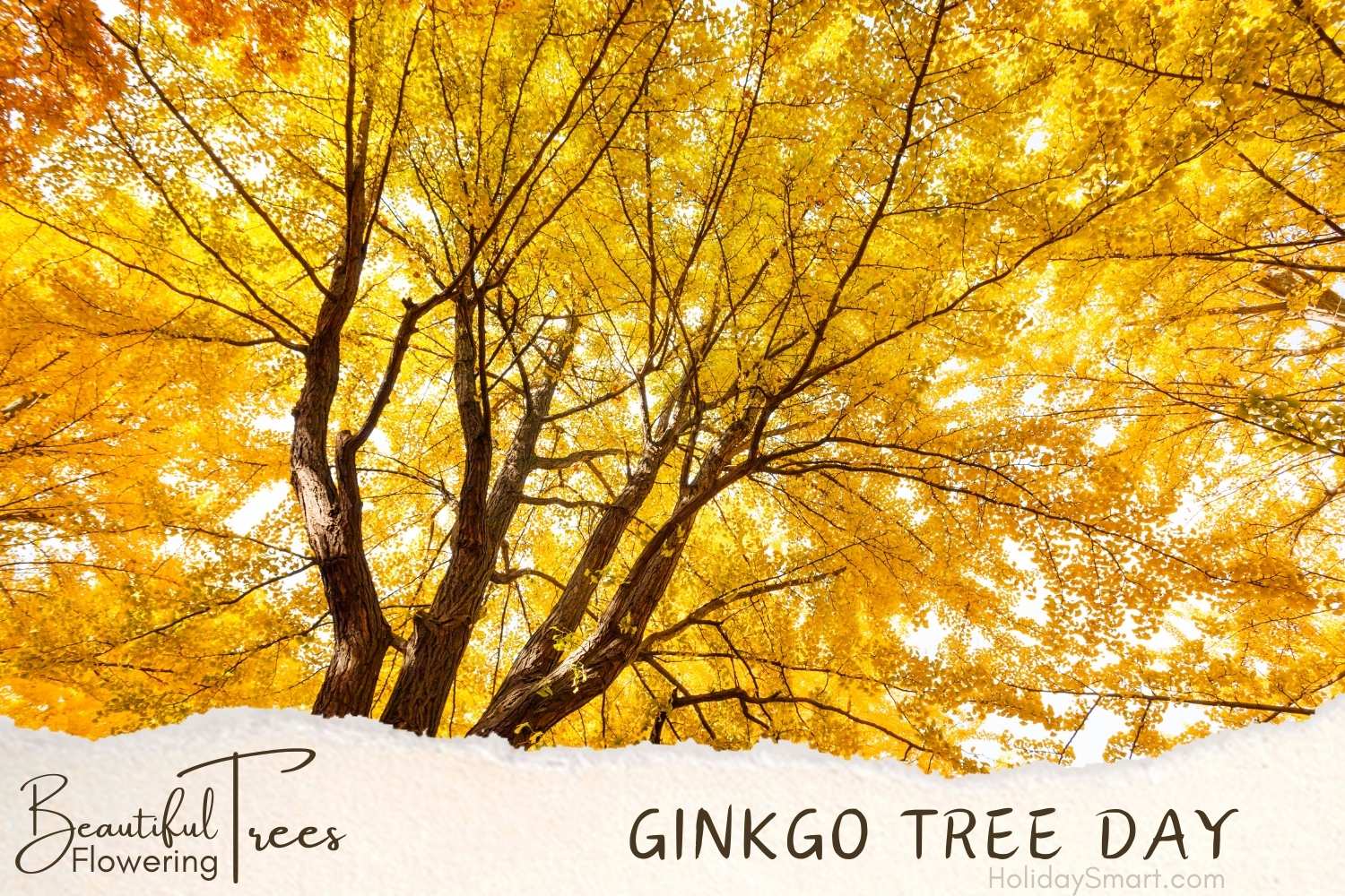 Chinese Ginkgo Tree Day