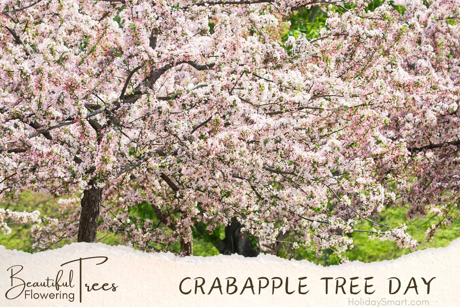 Flowering Crabapple Tree Day