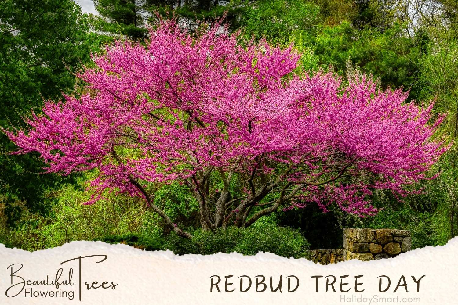 Eastern Redbud Tree Day