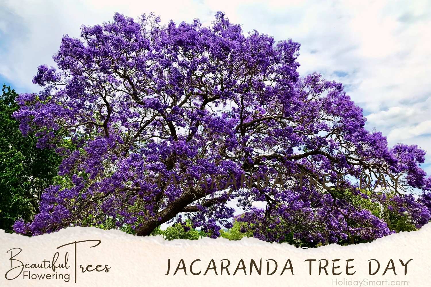 Jacaranda Tree Day