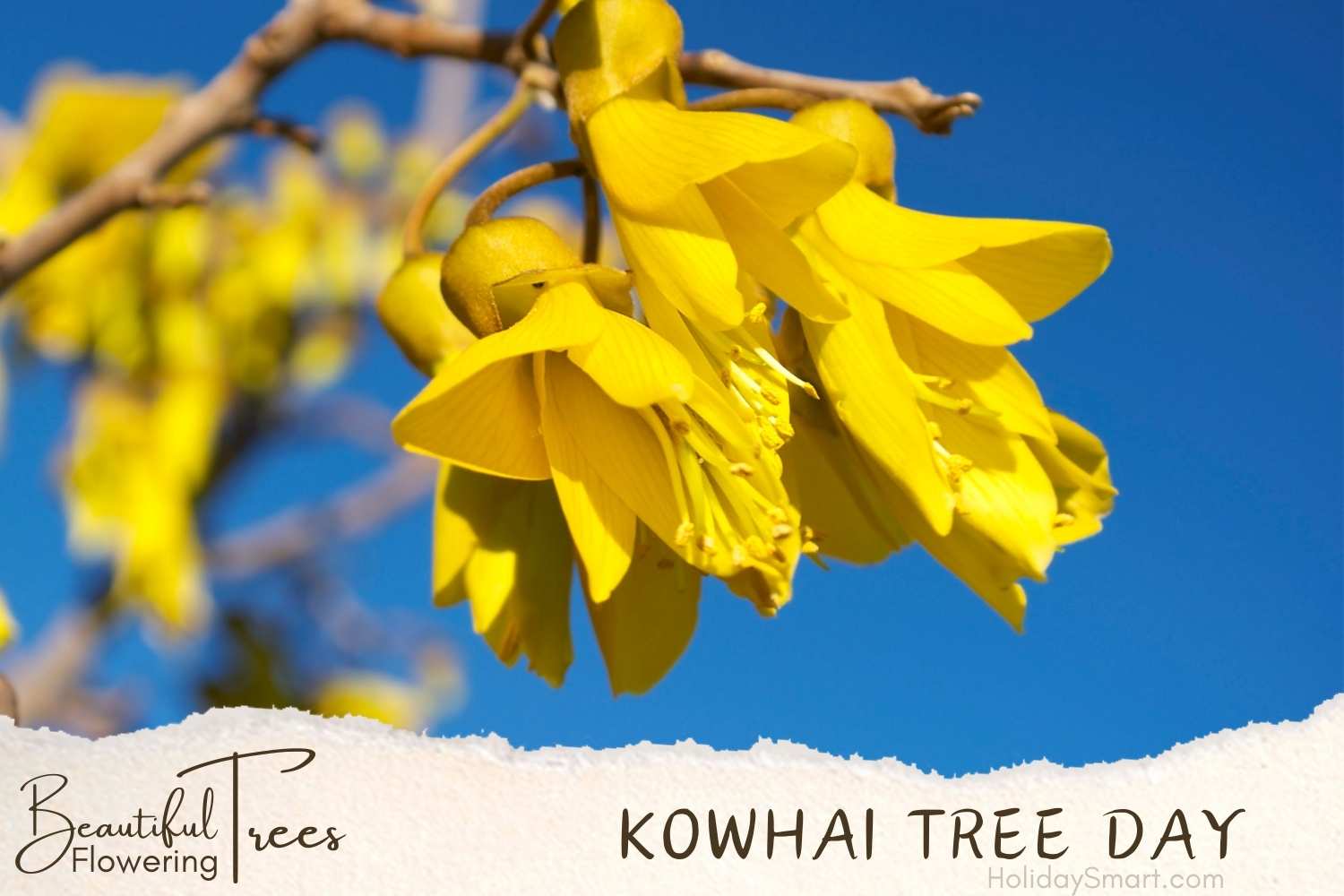 Kōwhai Tree Day