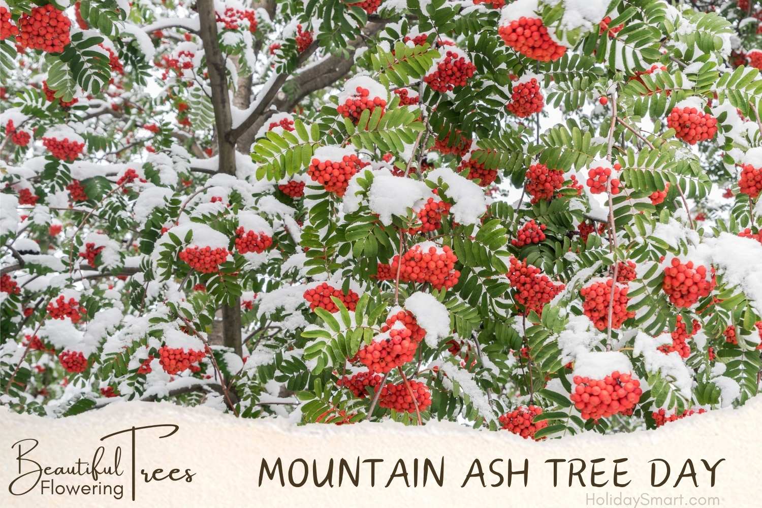 Mountain ash (Sorbus americana) tree day