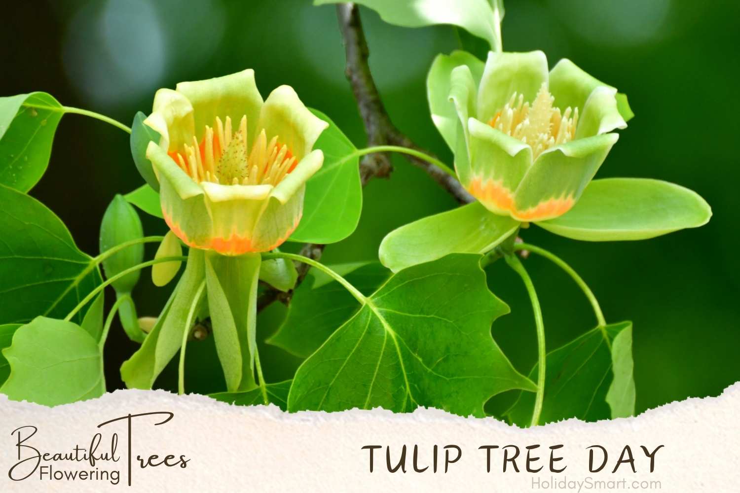 Tulip Tree Day