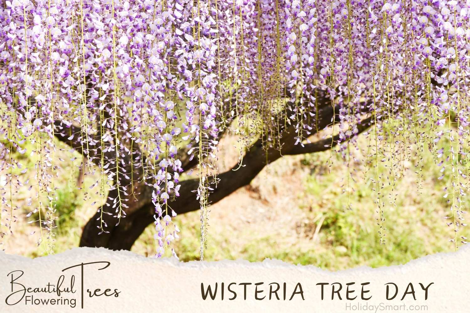 Wisteria Tree Day