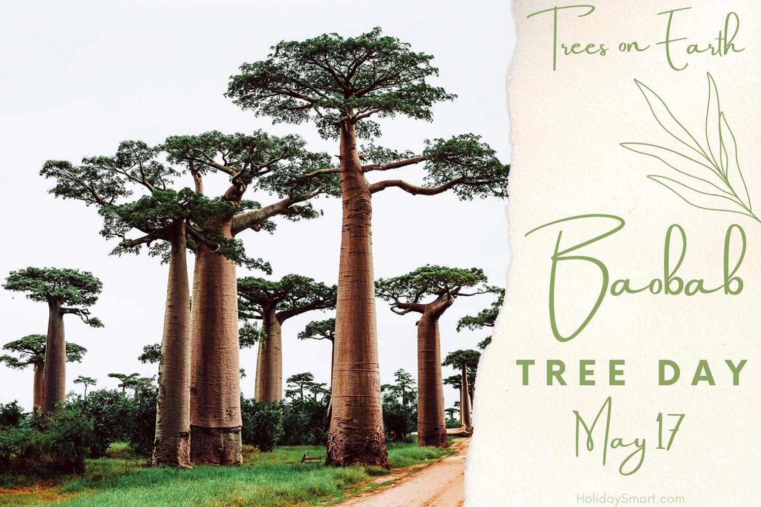 Baobab Tree Day