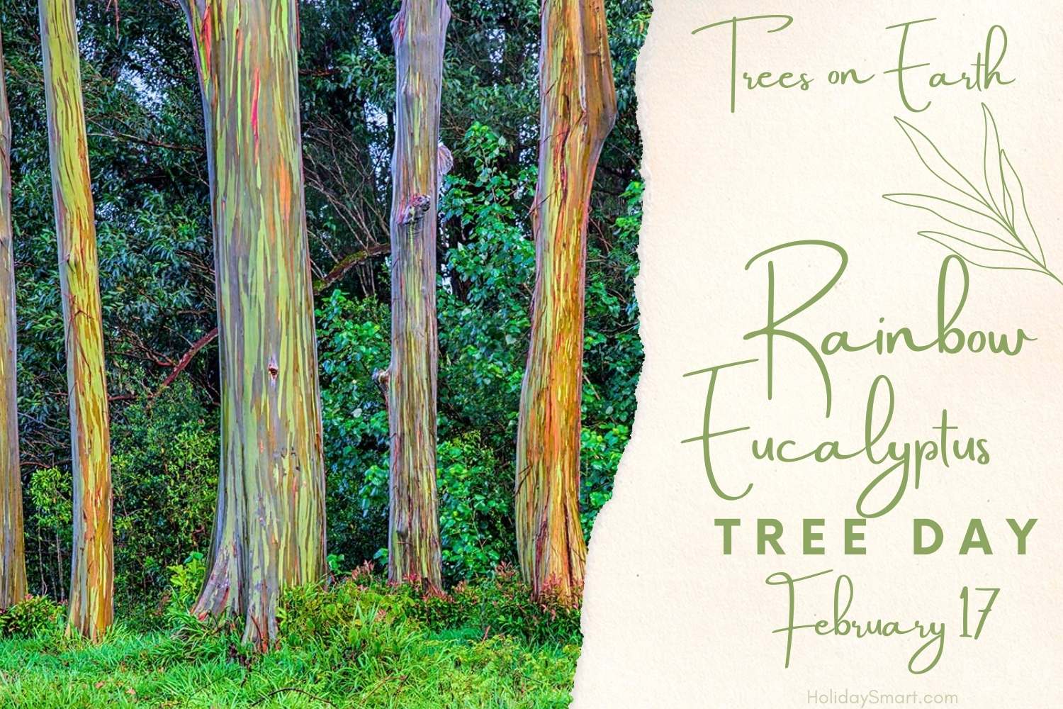 Rainbow Eucalyptus Day