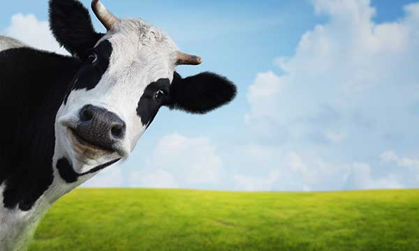 Cow Appreciation Day | Holiday Smart