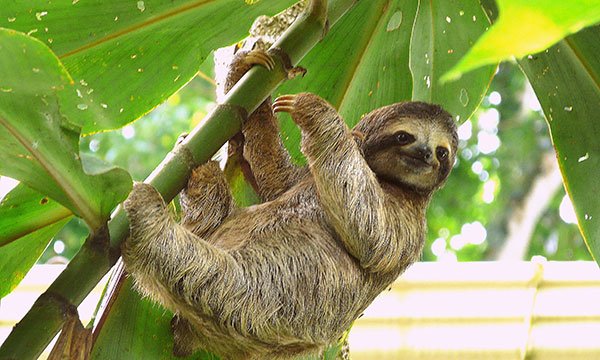 International Sloth Day