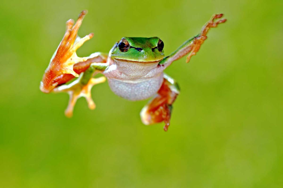 Frog Jumping Day Holiday Smart