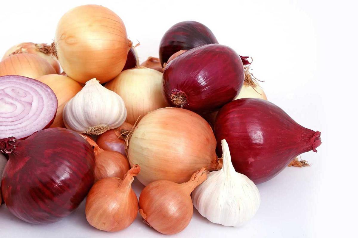 Onion Day Holiday Smart