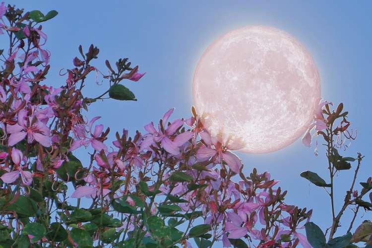 April Pink Moon