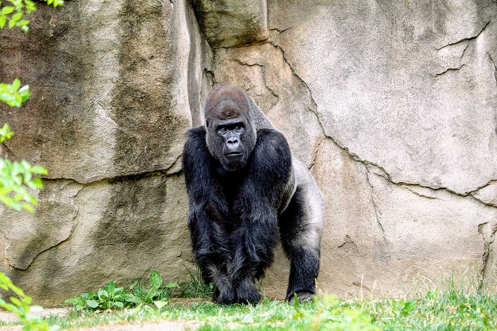 Gorilla - Endangered Species Day