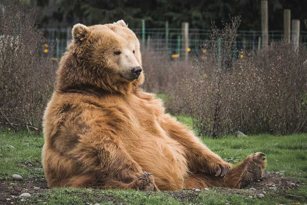 Brown Bear - Endangered Species Day