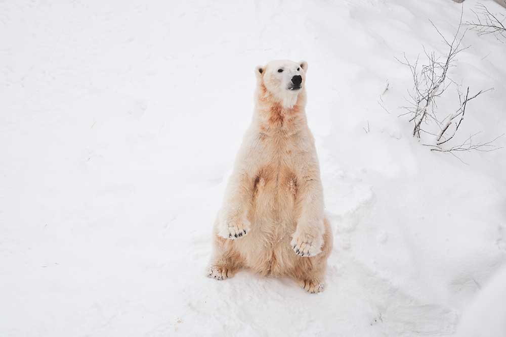 Polar Bear - Endangered Species Day