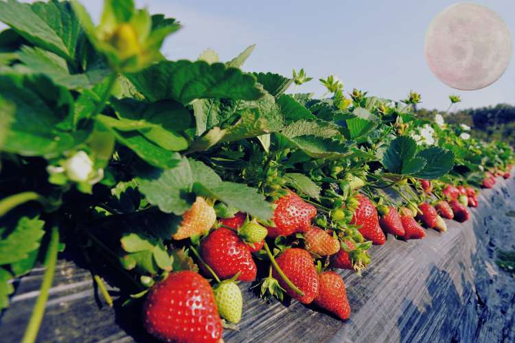 June Strawberry Moon