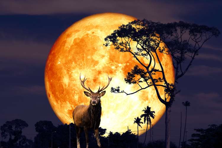 July Buck Moon