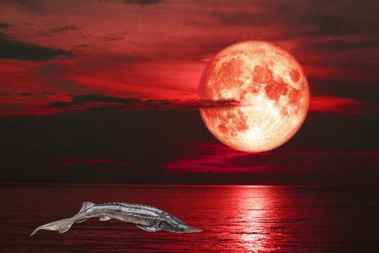 August Sturgeon Moon