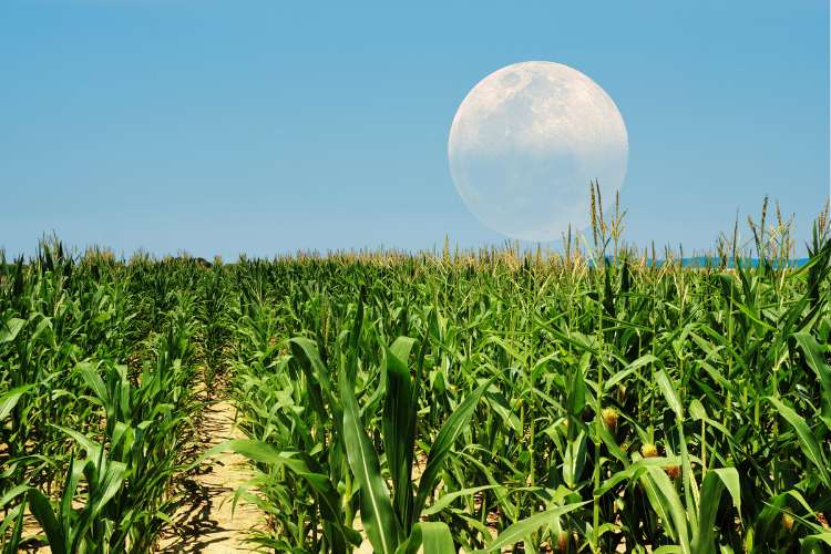 September Harvest Moon or Corn Moon