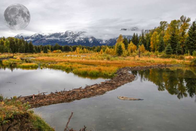 November Beaver Moon