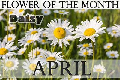 April Flower Daisy