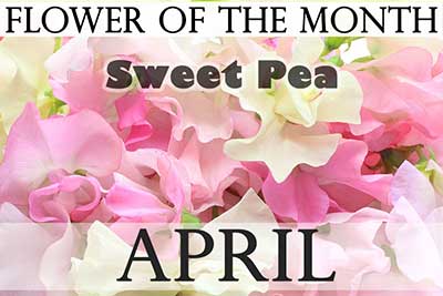 April Flower Sweet pea
