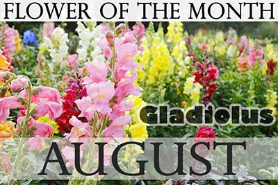 August Flower Gladiolus