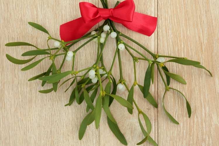 Christmas Traditions Mistletoe
