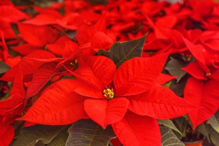 Christmas Traditions Poinsettia