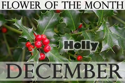 December Flower Holly