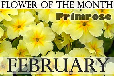 February Flower Primrose