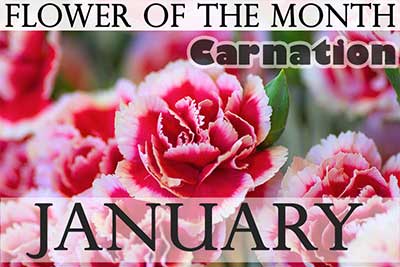 January Flower Carnation