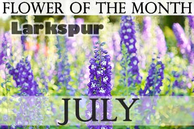 July Flower Larkspur