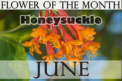 June Flower Honeysuckle