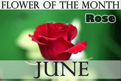 June Flower Rose