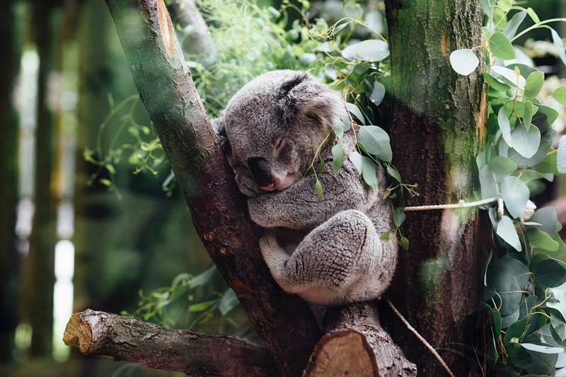 Save the Koala